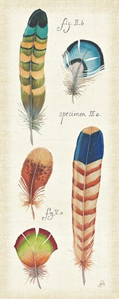 Framed Ornithology IV Panel Print