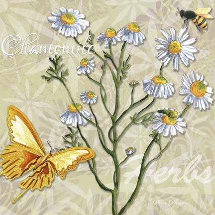 Framed Herbs 3 Chamomile Print