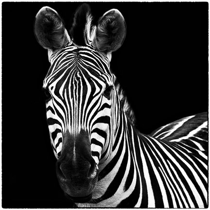 Framed Zebra II Square Print