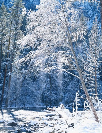 Framed Snow covered trees along Merced River, Yosemite Valley, Yosemite National Park, California Print