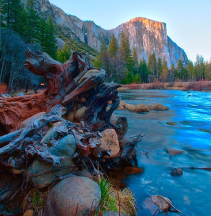 Framed Tree roots in Merced River in the Yosemite Valley Print