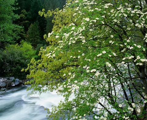 Framed Flowering dogwood tree along the Merced River, Yosemite National Park, California Print