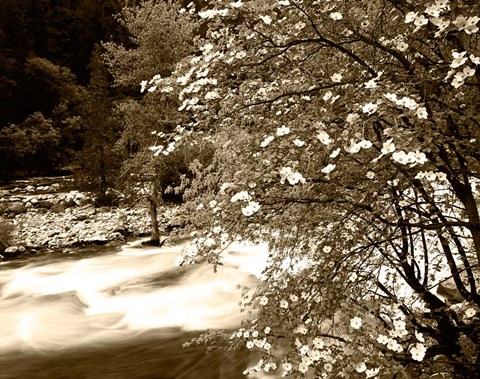 Framed Pacific Dogwood tree over the Merced River, Yosemite National Park, California Print