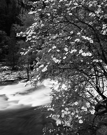 Framed Pacific Dogwood tree, Merced River, Yosemite National Park, California Print