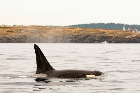 Framed Canada, BC, Sydney Killer whale swimming in the strait of Georgia Print