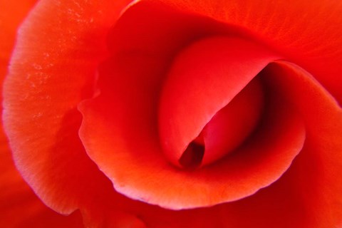 Framed Red Begonia flower, Victoria, British Columbia Print