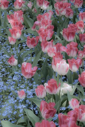 Framed Spring Tulips of Red and White Color, Victoria, British Columbia, Canada Print