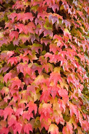 Framed British Columbia Victoria, Fairmont Empress Hotel Print