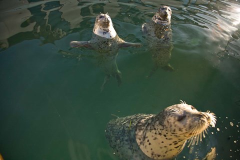 Framed British Columbia, Victoria, Harbor Seals, Oak Bay Print