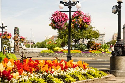 Framed Hanging Flower Baskets, Victoria, BC Print