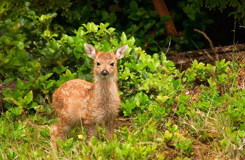 Framed Fawn, Sitka Black Tailed Deer, Queen Charlotte Islands, Canada Print