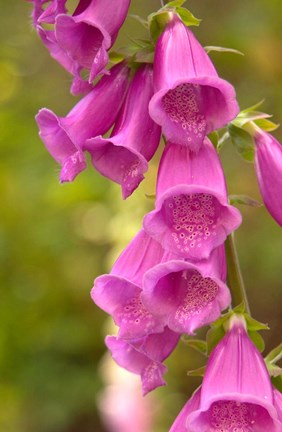 Framed Fox Glove Blooms, Queen Charlotte Islands, Canada Print