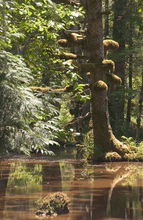 Framed Rainforest and Swamp, Queen Charlotte Islands, Canada Print