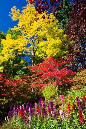 Framed Autumn Color, Butchard Gardens, Victoria, British Columbia, Canada Print