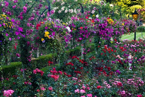 Framed Rose Garden at Butchard Gardens In Full Bloom, Victoria, British Columbia, Canada Print