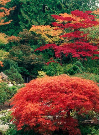 Framed View of Butchart Garden, Victoria, British Columbia, Canada Print