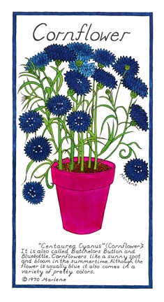 Framed Cornflower Print