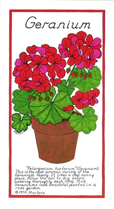 Framed Geranium Print