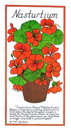 Framed Nasturtium Print