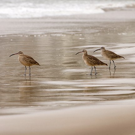 Framed Shore Birds I Print