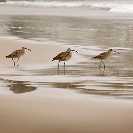 Framed Shore Birds II Print