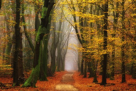 Framed Shimmer Print