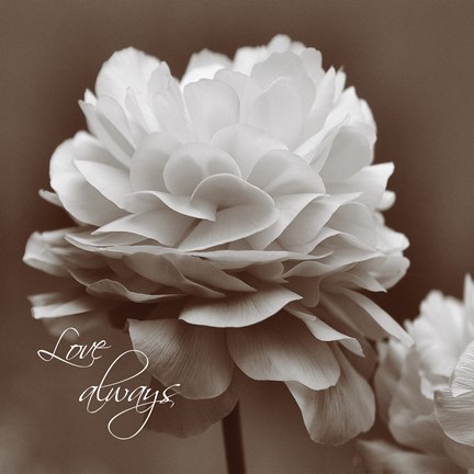 Framed Sepia Blossoms II Print