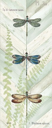 Framed Dragonfly Botanical Panels I Print