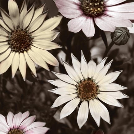 Framed Hint of Spring I Print