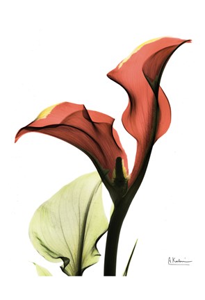 Framed Calla Lily Red Print