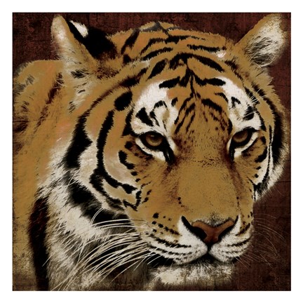 Framed Tiger 2 Print