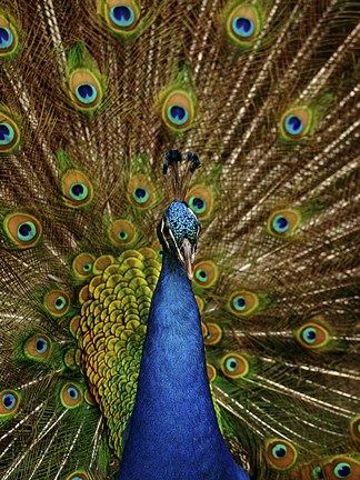 Framed Peacock Print