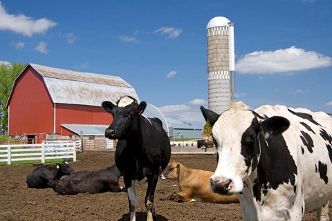 Framed Cows, red barn, silo, farm, Wisconsin Print