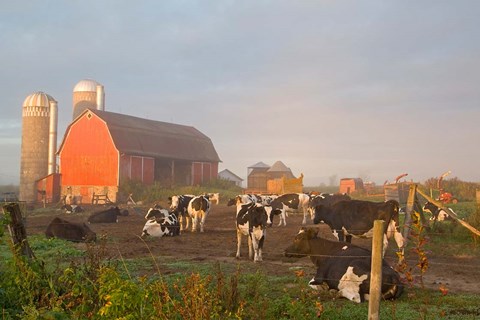 Framed Holstein dairy cows outside a barn, Boyd, Wisconsin Print