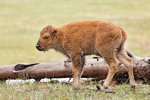 Framed Baby Bison, Yellowstone National Park, Wyoming Print