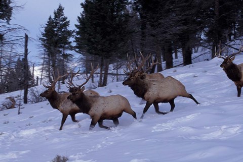 Framed Elk or Wapiti, Yellowstone National Park, Wyoming Print