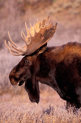 Framed Bull Moose, Grand Teton National Park, Wyoming Print