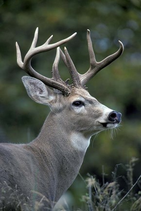 Framed White-tailed Deer, Buck, Washington Print