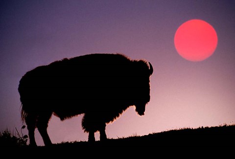 Framed Bison Silhouetted at Sunrise, Yellowstone National Park, Wyoming Print