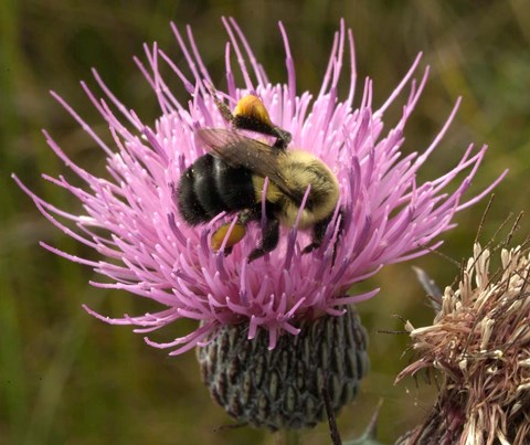 Framed Thistle and bumble bee Print