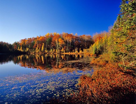 Framed Pond in the Chaquamegon National Forest, Cable, Wisconsin Print