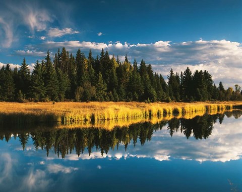 Framed Trees reflecting in Snake River, Grand Teton National Park, Wyoming Print