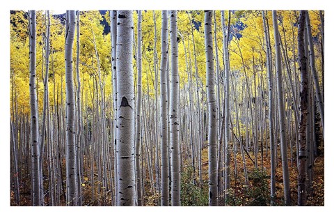 Framed Birch Woods Print