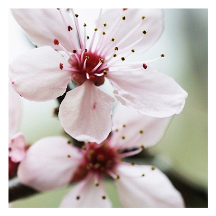 Framed Cherry Flower 2 Print