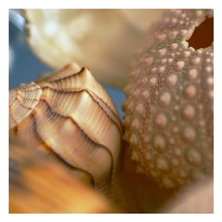 Framed Shells 1 Print