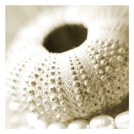 Framed Shells and Pearls 2 Print