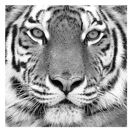 Framed Tiger Print