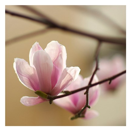Framed Tulip Tree 1 Print