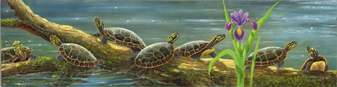Framed Suncatchers Painted Turtles Print