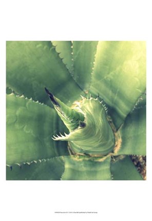 Framed Succulent II Print